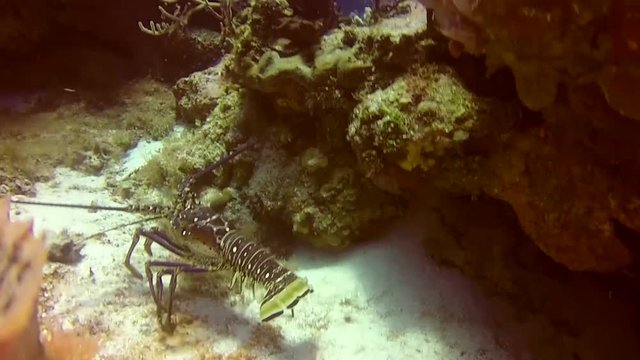 Mexico, Scuba, Diving, Sea, life, ocean, water, diver, underwater, filming, video, film.
