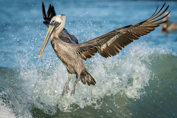 Brown Pelican jumping the waves on Clearwater beach, Florida