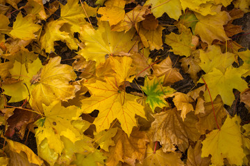 Naklejka na ściany i meble Field of maple leaves. Autumn carpet. Trees threw off foliage.