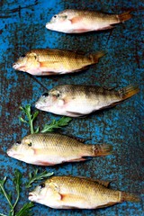 Raw fish tilapia