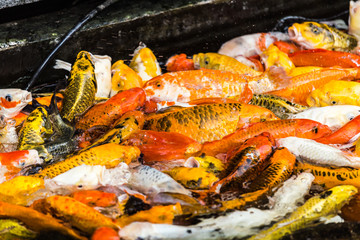 Fancy carp swimming in a pond. Fancy Carps Fish or Koi Swim in Pond, Movement of Swimming and Space.
