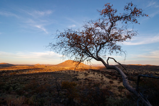 Berg in Zentralnamibia mit Baum im ABendlcht