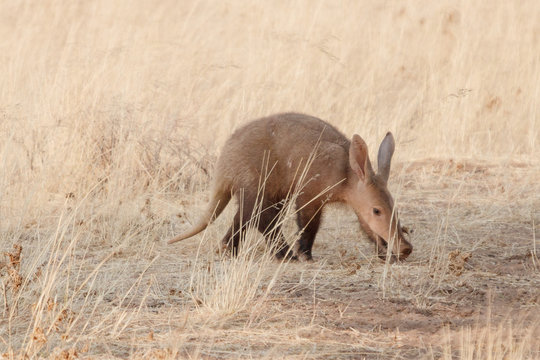 Junges Erdferkel auf Nahrungssuche