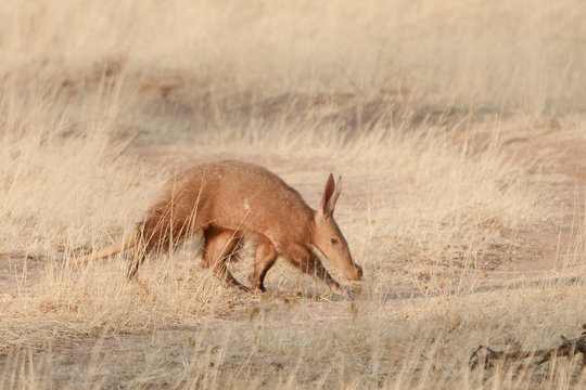 Junges Erdferkel im Gras