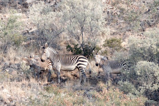Bergzebra mit Folen im Geb&uuml;sch