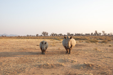 Breitmaulnashorn, Mutter mit Jungtiere