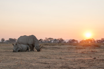 Breitmaulnashorn mit Juntier im Sonnenuntergang