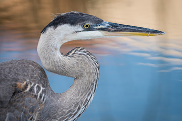 Great Blue Heron at Sand key Park, Clearwater Beach, Florida