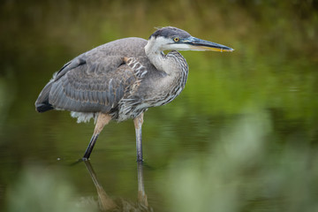 Great Blue heron at Sand Key Park, Clearwater Beach, Florida