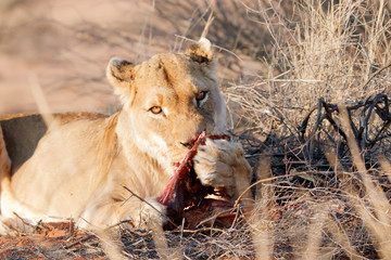 Löwin mit Beute