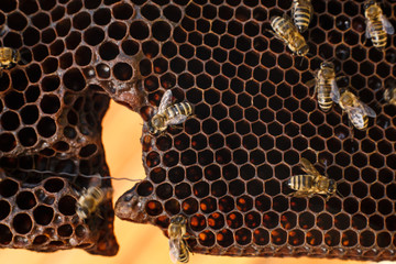 close up honeycomb in wooden frame with bees on it. Apiculture concept
