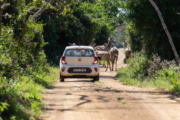 Obraz na płótnie Canvas Car on game drive in Isimangaliso Wetland Park