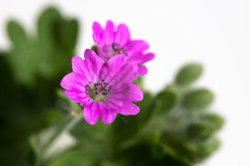 purple flower