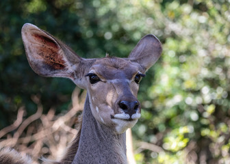 Female kudu antelope (Tragelaphus strepsiceros) portrait