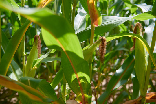 Corn Field on Farm
