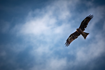 鳶