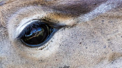 Female kudu antelope (Tragelaphus strepsiceros) eye closeup