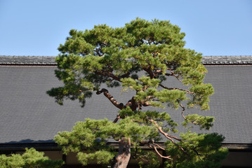 赤松