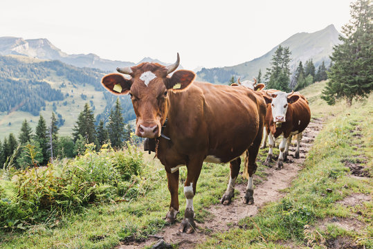 Cows on hiking trail