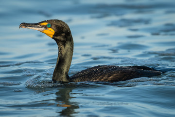 Double-breasted cormorant fishing at Clearwater Beach, Florida