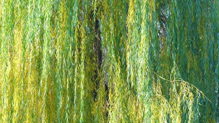 Beautiful green and yellow willow tree growing outside on sunny autumn day. Peaceful fall real nature video background shoot in 4k. - Powered by Adobe