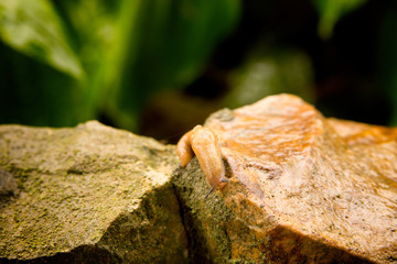 A small, long slug crawling on a rocky fence in the garden. Wet and fresh after the rain. Summer rain.