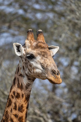 South African giraffe (Giraffa giraffa) portrait