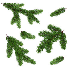 Set of fir branches. Green Christmas tree branches isolated without shadow.