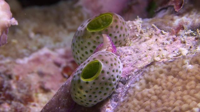 Sea slug moves over coral reef