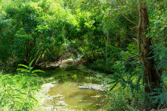A beautiful stream flows through a thick, overgrown forest. Landscape summer forest with a stream. Outdoor recreation.