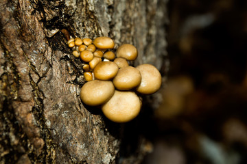 Young, beautiful, delicious and healthy mushrooms. Delicious ingredient for soup. Encyclopedia of edible mushrooms. Macro mushrooms.