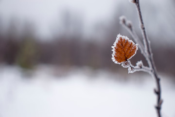 Autumn leaf in hoarfrost