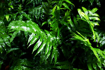 Beautiful Green ferns Leaves Background
