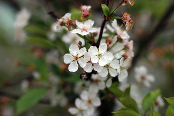 flowers of a tree