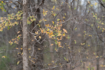 Last yellow leaves on a tree branch in autumn park