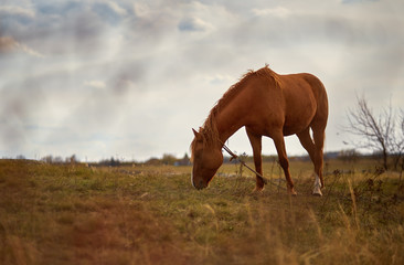 horse in the field