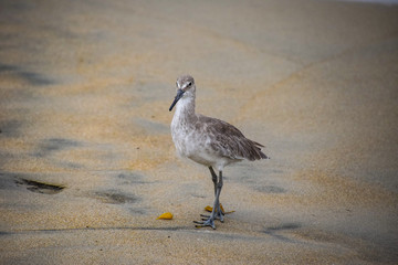 Wandering Sandpiper