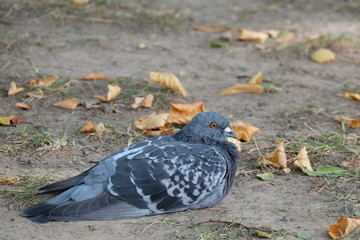 pigeon on the ground