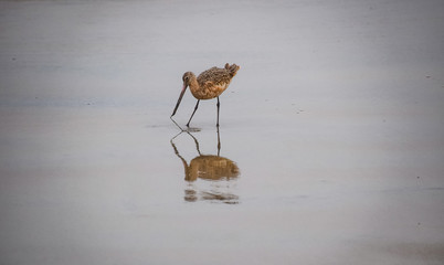 Long-billed Curlew and Its Shadow