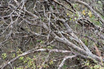 Dry branches of a tree in the autumn afternoon in a city park of Dallas.