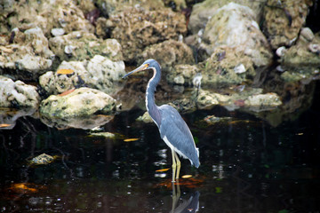 Tri-colored heron in wildlife refuge on Sanibel Island