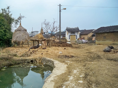 vache dans une ferme agricole dans un village chinois tr&egrave;s pauvre bidonville avec eau croupie pauvret&eacute; en chine profonde et rurale sc&egrave;ne pittoresque et conditions de vie en pays communiste en Asie