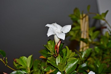 Climbing plant flower campanilla
