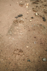 bear tracks