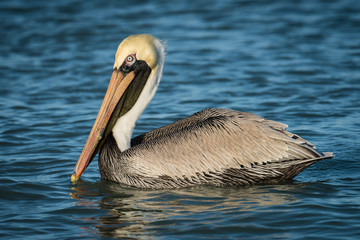 Fototapeta na wymiar Brown Pelican at Clearwater Beach, Florida