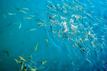 Fototapeta na wymiar fish in water fighting for food