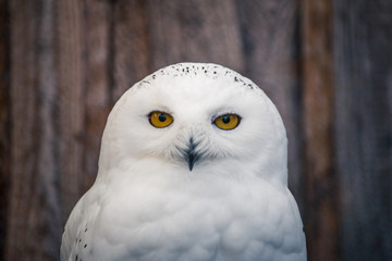 Nahaufnahme einer weißen Eule