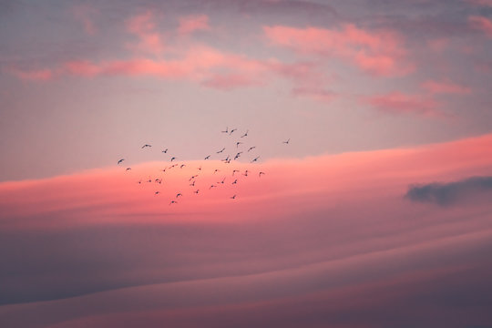 Beautiful pink sunset