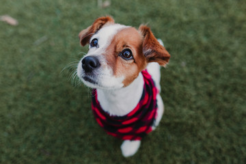 Beautiful portrait of Stylish dog with red and black plaid bandanna sitting on the grass and looking at the camera. Pets outdoors. Modern lifestyle