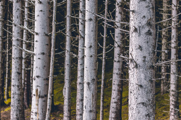 birch tree woods in norway